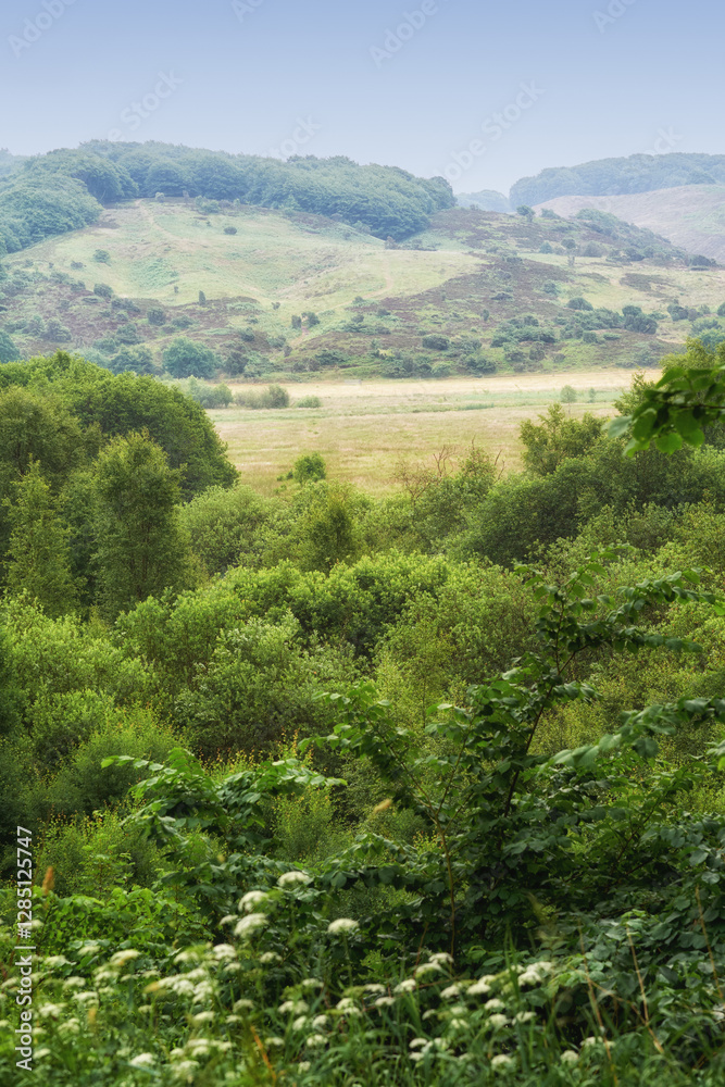 Obraz premium Nature, field and landscape with tree in countryside for environment, adventure and wilderness explore. Sustainability, grass and habitat with outdoor for plants, ecology and sky view background