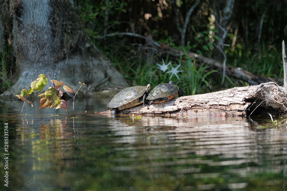 Yellow-bellied Slider