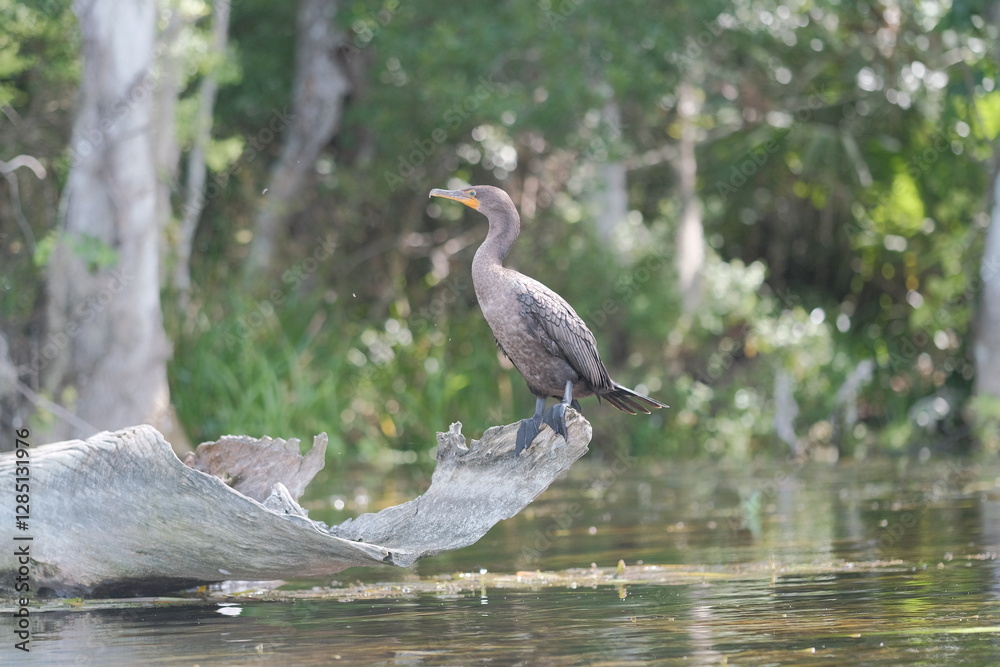 Anhinga in Florida springs Anhinga in Florida springs