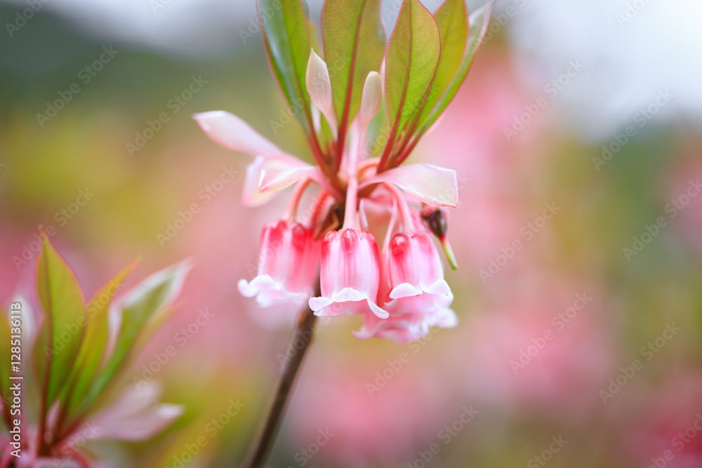 Fototapeta premium Enkianthus Blossoms, The Chinese New Year Flower in Spring in Hong Kong