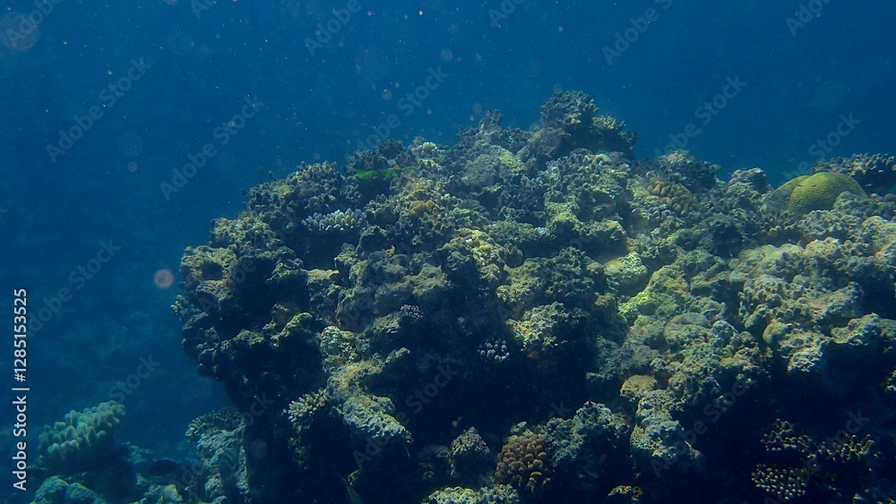 Beneath the clear blue water, a coral reef flourishes with colorful corals and intricate marine life. Sunlight filters through, creating an enchanting underwater environment Beneath the clear blue water, a coral reef flourishes with colorful corals and intricate marine life. Sunlight filters through, creating an enchanting underwater environment
