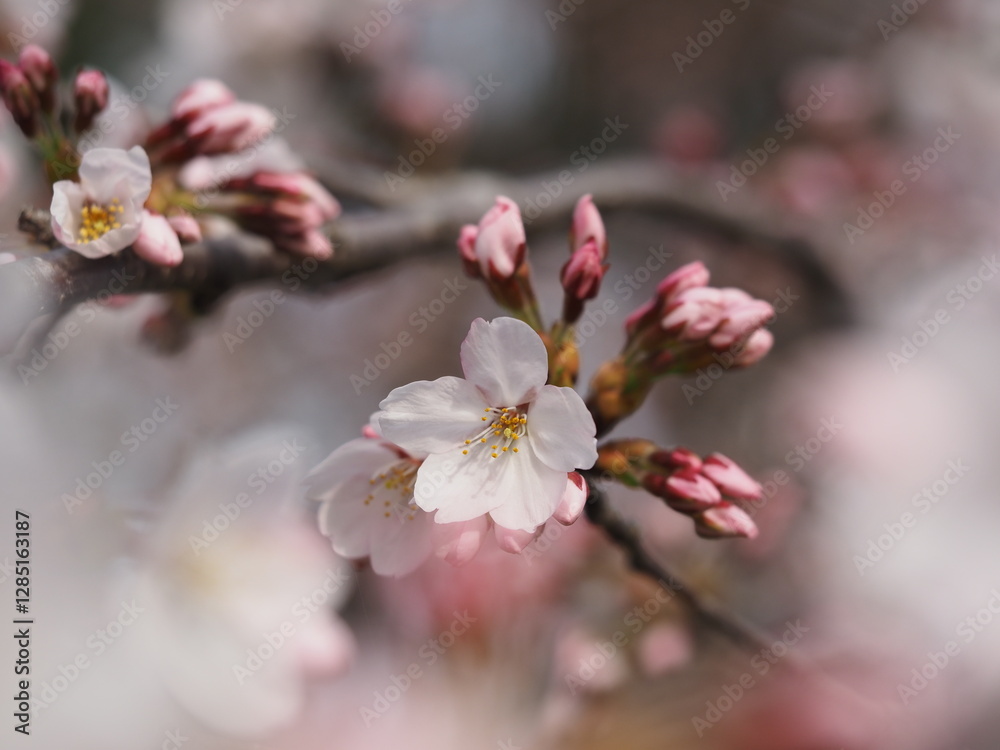 Fototapeta premium 春の花 桜 ソメイヨシノ