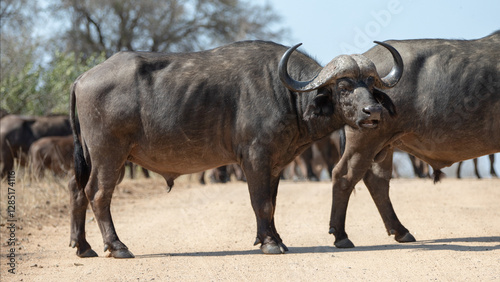 Cape Buffalo on dirt road in southern Africa RSA
