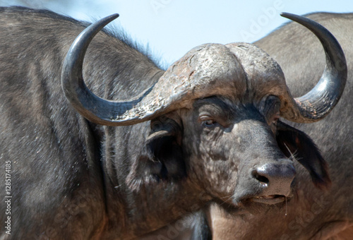 Cape Buffalo with clipped ear in southern Africa RSA