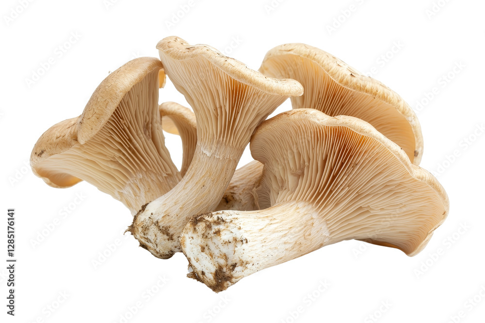 Fresh Oyster Mushrooms on White Background for Culinary Use and Recipes Fresh Oyster Mushrooms on White Background for Culinary Use and Recipes