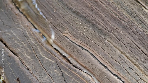 Texture of old cracked wood with visible lines and details on the surface dripping water droplets. Generated by AI