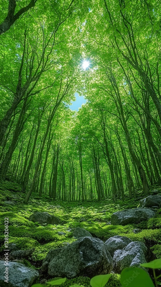 Obraz premium Lush Green Forest Canopy with Sunlight Filtering Through the Trees and Mossy Rocks in a Vertical Composition on a Bright Day