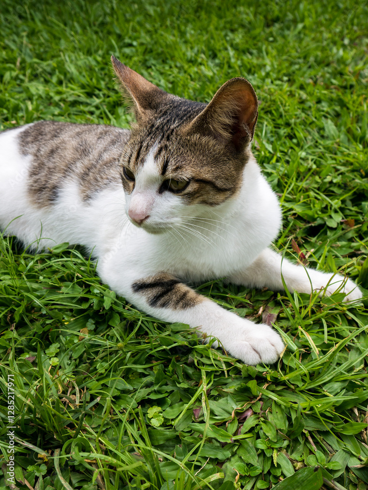 Portrait of a cat domestic shorthair breed. A cute young cat with fluffy white fur with gray tabby is sitting relaxed on a green lawn, his eyes looking at something on the side with curious. Portrait of a cat domestic shorthair breed. A cute young cat with fluffy white fur with gray tabby is sitting relaxed on a green lawn, his eyes looking at something on the side with curious.