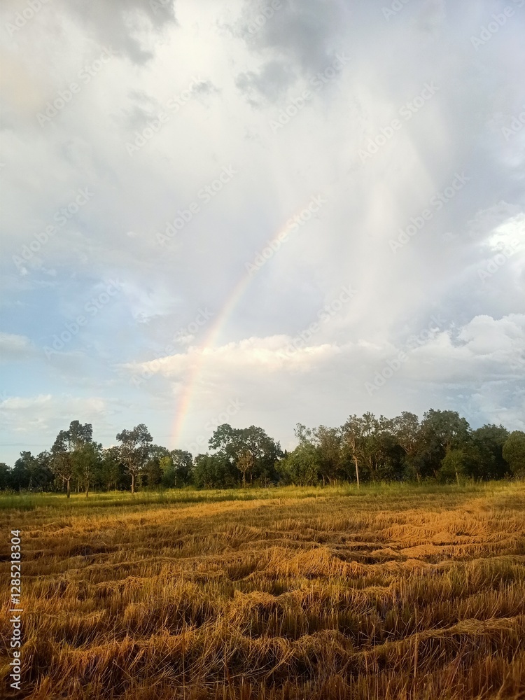 Rainbow over Golden Field