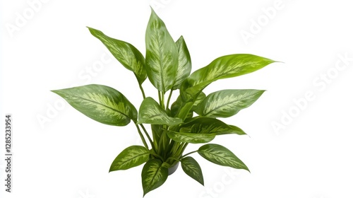 Wallpaper Mural Lush Green Indoor Plant with Vibrant Leaves on White Background Torontodigital.ca