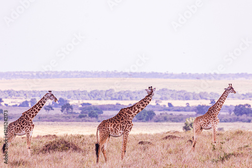 Canvas Print giraffe in the savannah