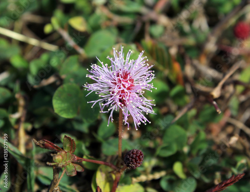 Pink flower on a sensitive plant weed (Mimosa pudica) photo