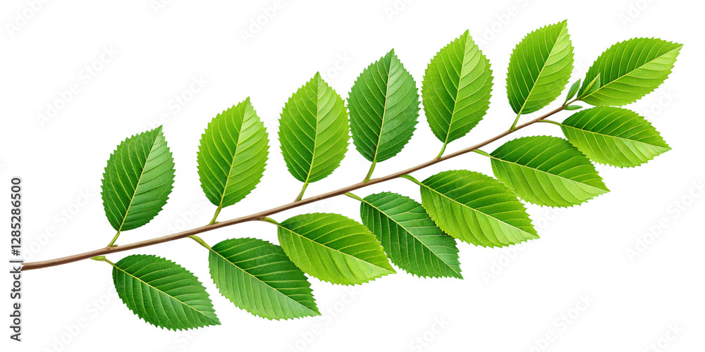Naklejka premium Natural Elegance – Fresh Beech Leaves in Soft Spring Light