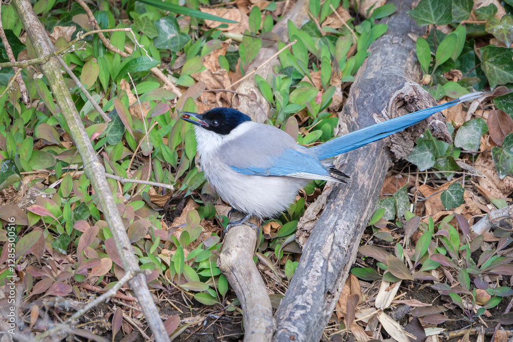 Obraz premium 実を食べるオナガ