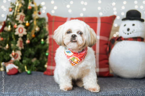 perro navidad sesion
