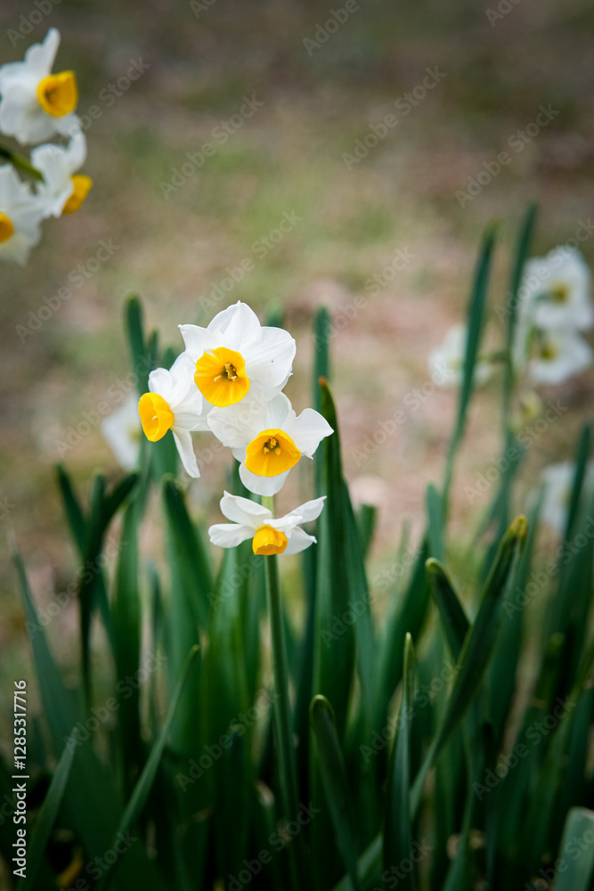 Naklejka premium Bunch-flowered daffodil in Osaka Park, Japan.