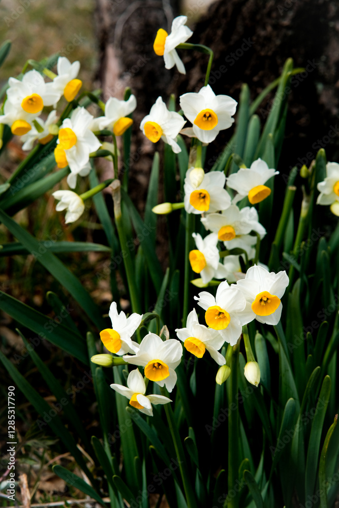 Bunch-flowered daffodil in Osaka Park, Japan. Bunch-flowered daffodil in Osaka Park, Japan.