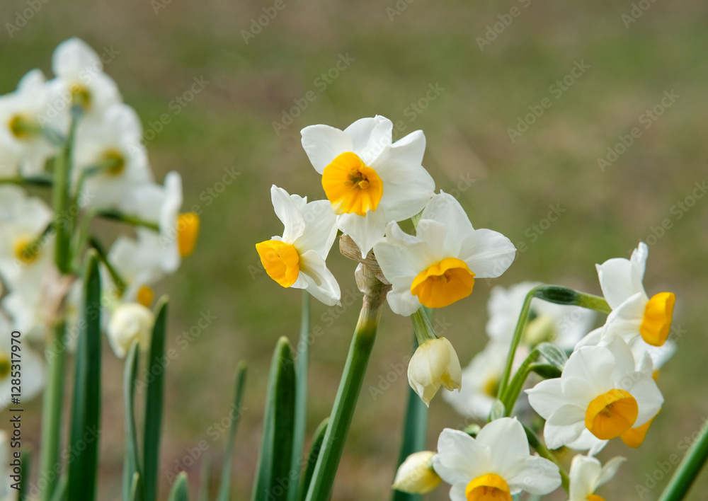Bunch-flowered daffodil in Osaka Park, Japan. Bunch-flowered daffodil in Osaka Park, Japan.