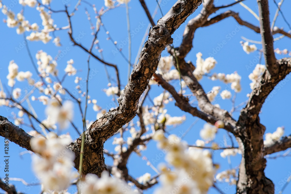 Plum blossoms in Osaka, Japan. Plum blossoms in Osaka, Japan.