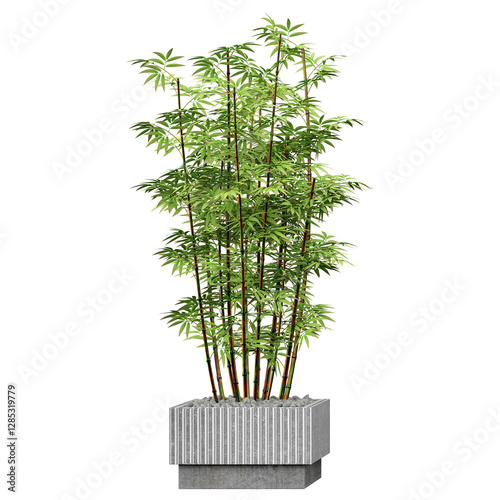 3d illustration of Bambusoideae plant in planter isolated on transparent canvas