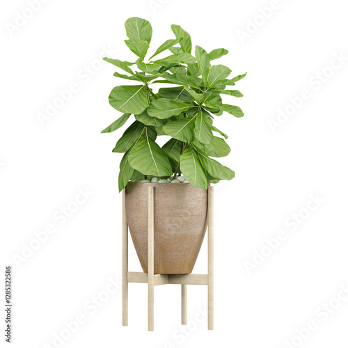 3d illustration of Fiddle-leaf fig in planter isolated on transparent canvas