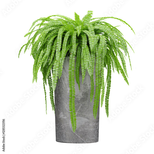 3D rendering of Fern plant in planter isolated on transparent canvas