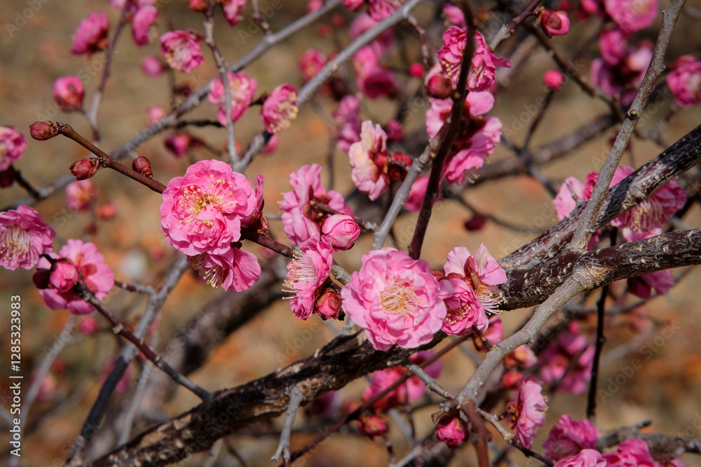 Plum blossoms in Osaka, Japan. Plum blossoms in Osaka, Japan.