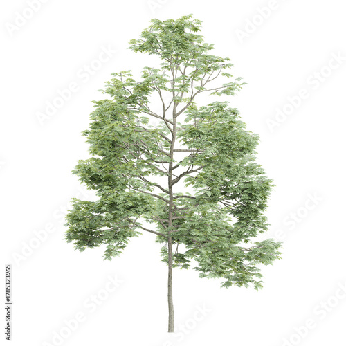 collection of tilia europaea tree with realistic style from top view