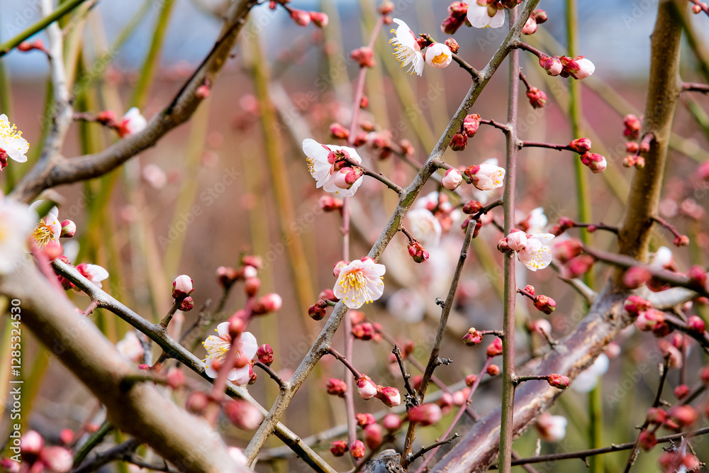 Plum blossoms in Osaka, Japan. Plum blossoms in Osaka, Japan.