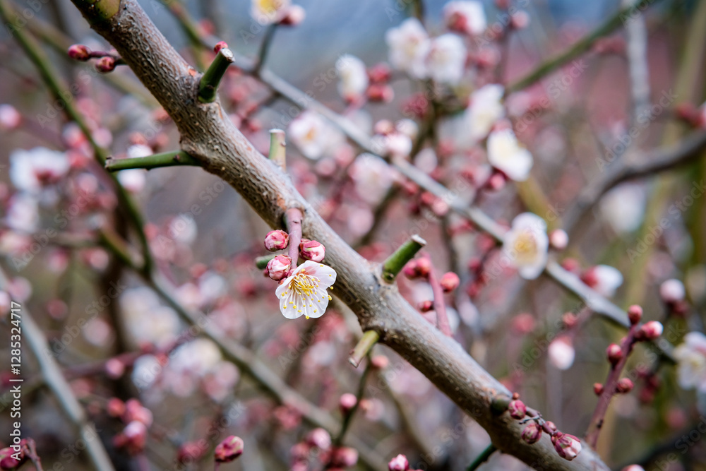 Plum blossoms in Osaka, Japan.