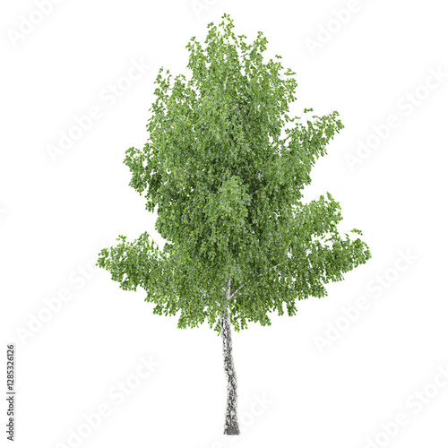 Beautiful shape of green birch tree tree isolated on transparent Canvas
