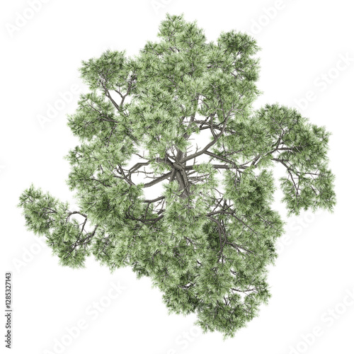 collection of Oak tree with realistic style from top view