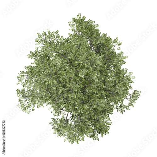 Fototapeta Naklejka Na Ścianę i Meble -  Green beautiful Oak tree isolated on Canvas from top view