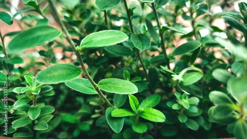 Wallpaper Mural Close-up shot of vibrant green plant leaves in natural light Torontodigital.ca
