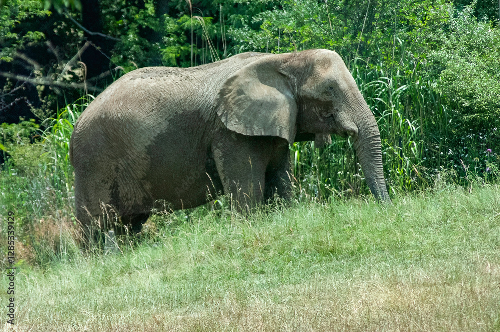 Fototapeta premium elephant in the zoo