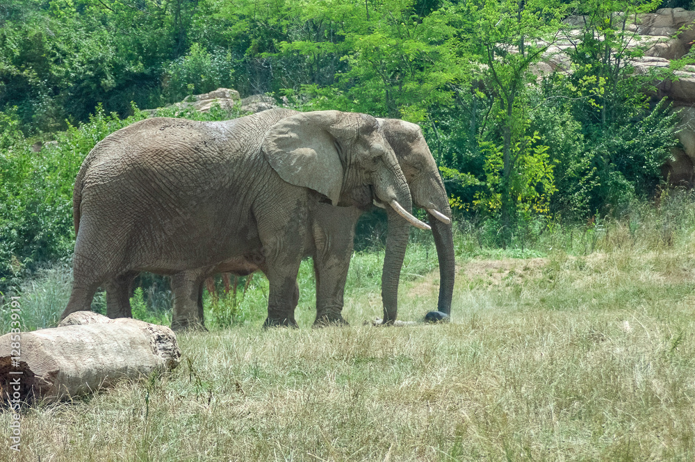 Fototapeta premium elephants in the zoo