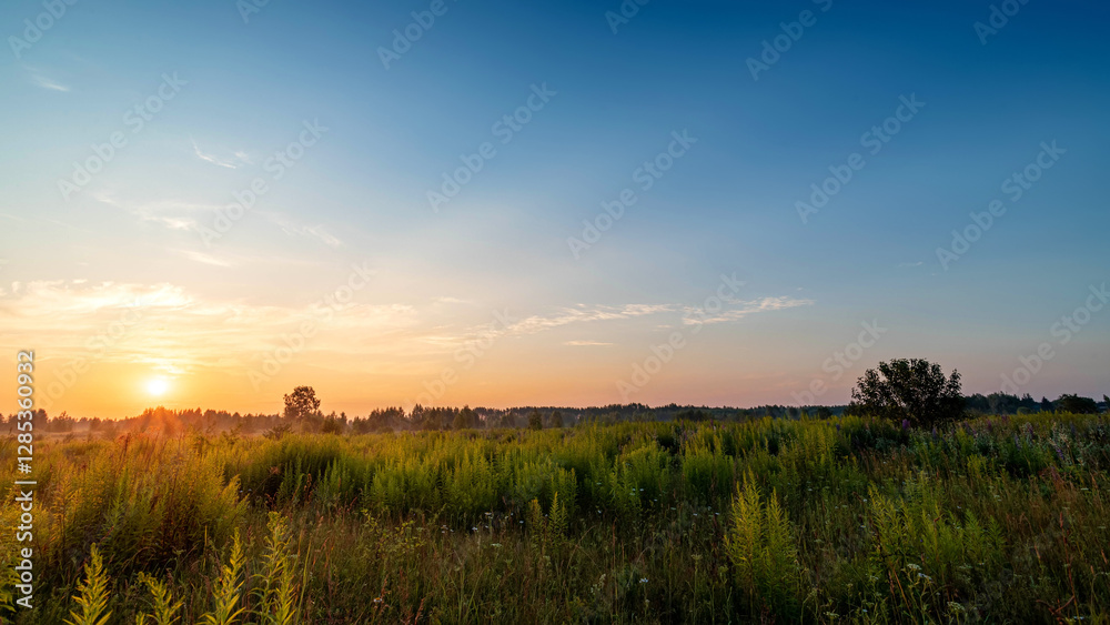Obraz premium Summer sunny morning in the field. Summer landscape.