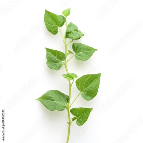 Close-up plant stem with vibrant leaves