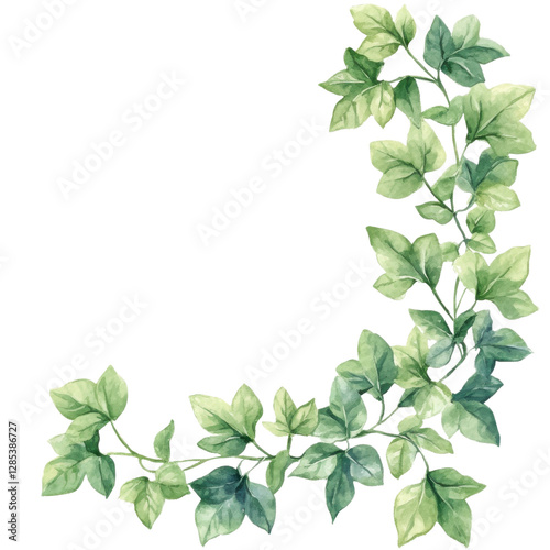 Lush green ivy leaves arranged elegantly, showcasing their vibrant colors and intricate details against a white isolated background.