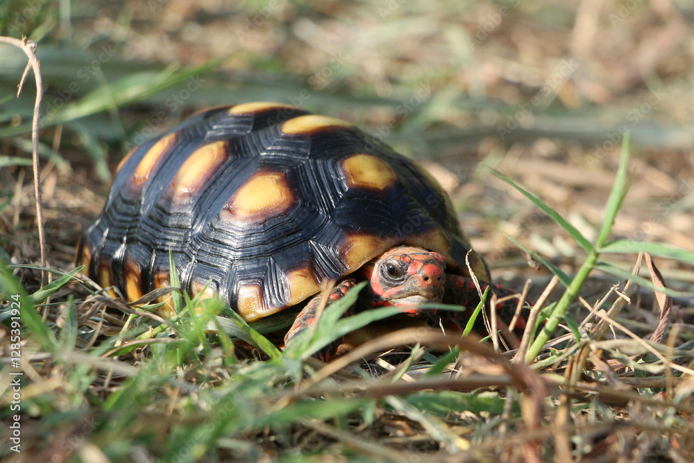 Cute small baby Red-foot Tortoise in the nature,The red-footed tortoise (Chelonoidis carbonarius) is a species of tortoise from northern South America Cute small baby Red-foot Tortoise in the nature,The red-footed tortoise (Chelonoidis carbonarius) is a species of tortoise from northern South America
