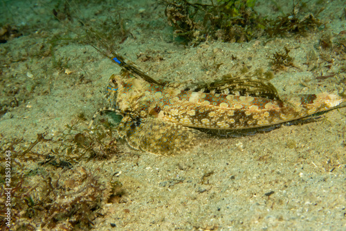 Fingered Dragonet a fish that looks like something from a comics. Iy is a bottom dweller with two antennas. Dactylopus dactylopus is a species of marine fish in the family Callionymidae