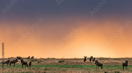 Photography giraffe in the savannah