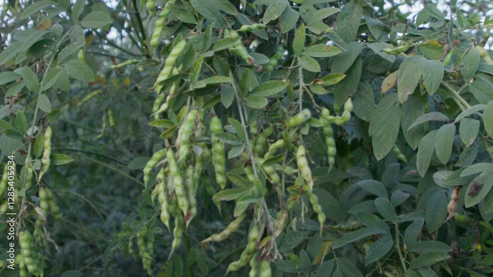 Cluster of pigeon peas fruit (Legume) in the tree with sunlight in the garden with sunlight Cluster of pigeon peas fruit (Legume) in the tree with sunlight in the garden with sunlight