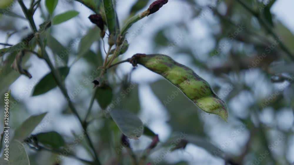 Cluster of pigeon peas fruit (Legume) with green leaves in the garden with a blurry background Cluster of pigeon peas fruit (Legume) with green leaves in the garden with a blurry background