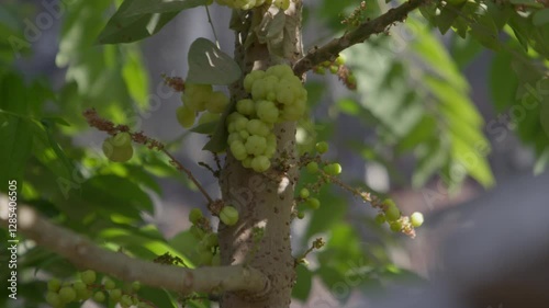 Closeup of a cluster of Star Gooseberry (Phyllanthus acidus) fruit in the tree with sunlight photo