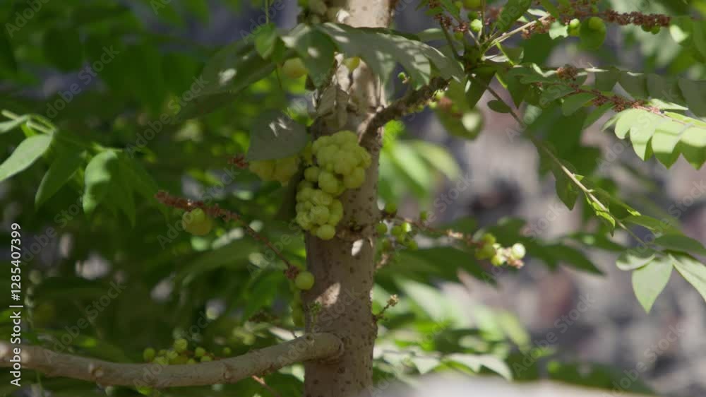 Closeup of a cluster of Star Gooseberry (Phyllanthus acidus) fruit in the tree with sunlight Closeup of a cluster of Star Gooseberry (Phyllanthus acidus) fruit in the tree with sunlight