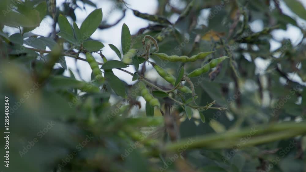 Cluster of pigeon peas fruit (Legume) with green leaves in the garden under a blurry sky Cluster of pigeon peas fruit (Legume) with green leaves in the garden under a blurry sky