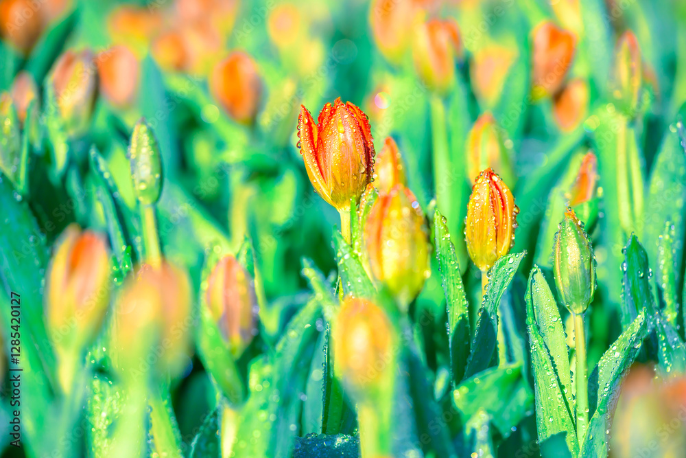 Flower Series : Orange tulips with water drops Flower Series : Orange tulips with water drops