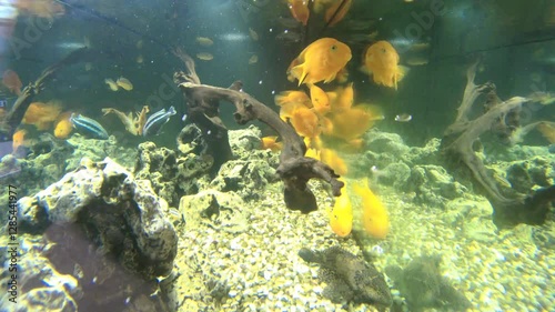 fish in aquarium