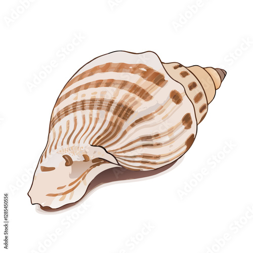 Beautiful sea shell isolated on white background vector  illustration